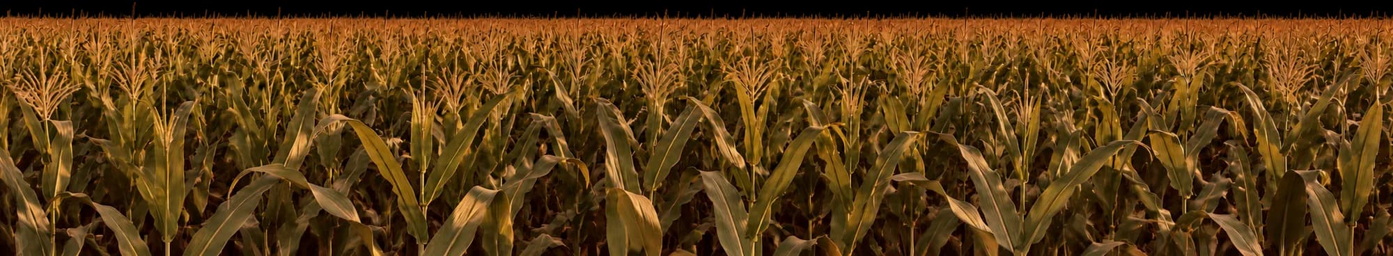 A maize field in warm evening light.