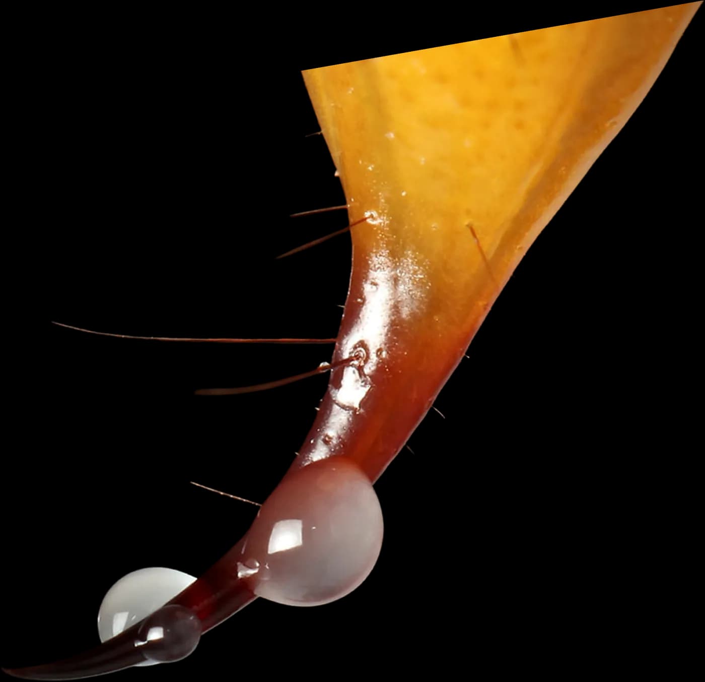 Macro photograph of a scorpion stinger with a drop of venom at the tip.